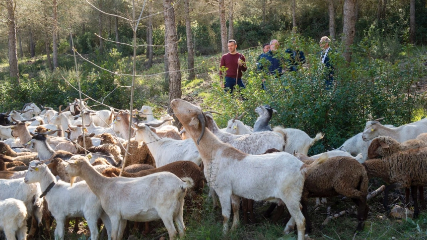El presidente provincial visita la zona donde actualmente 150 cabezas de ganado hacen pastoreo preventivo