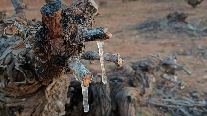 Viña afectada por las heladas