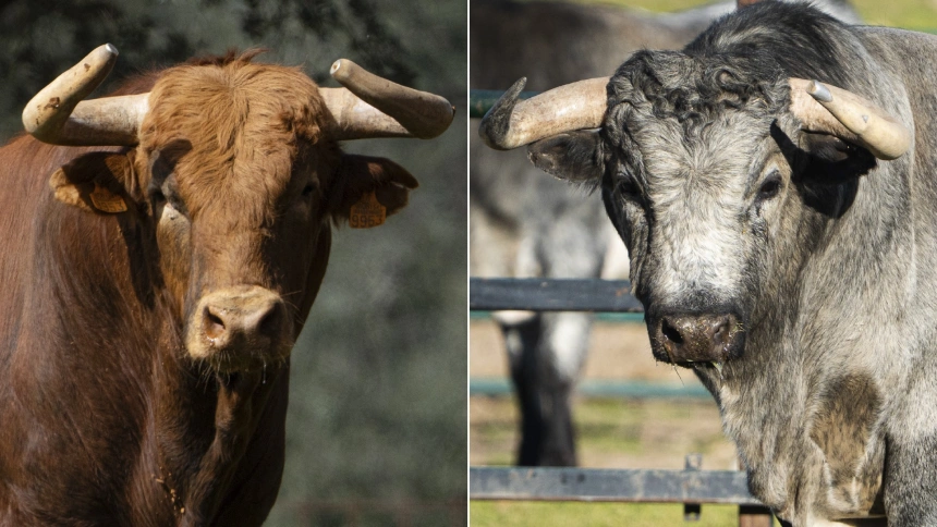 Dos de los toros de Pedraza de Yeltes y Flor de Jara reseñados para Miraflores de la Sierra