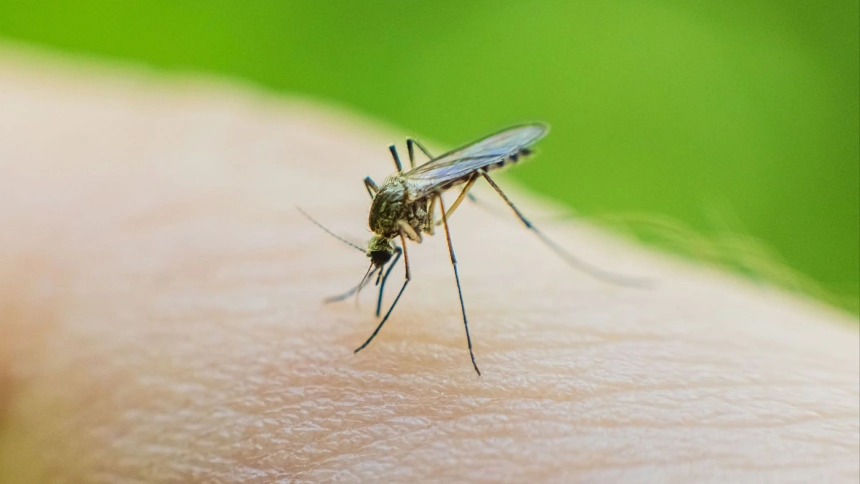 Hosteleros y vecinos de Urbanova alertan de la plaga de mosquitos que sufren en la zona este verano
