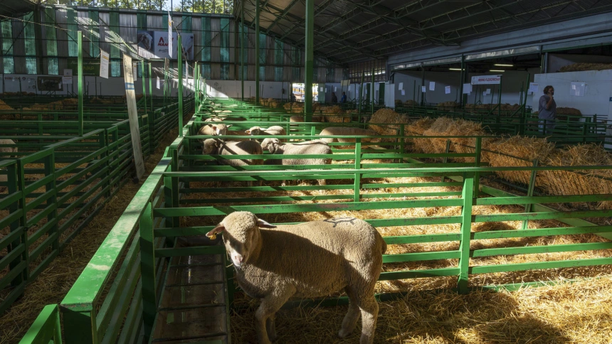 Ganado ovino en la Feria Internacional Ganadera de Zafra (Badajoz)
