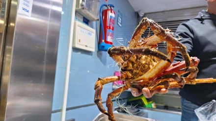 Imagen de un centollo. CEDIDA