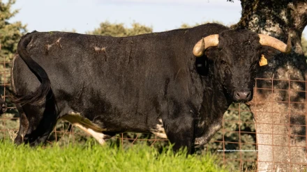 Carolina Fraile, en El Albero