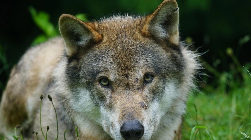 Jaén se queda sin lobos: La falta de evidencias confirma la extinción del lobo ibérico en la provincia