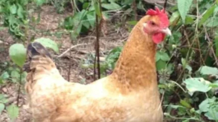 Foto de una gallina similar a Frida