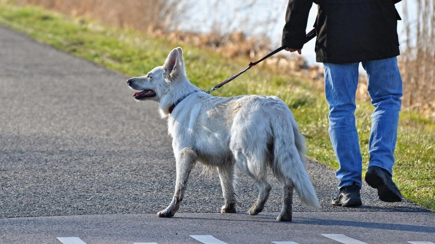 La salud emocional mejora con mascotas