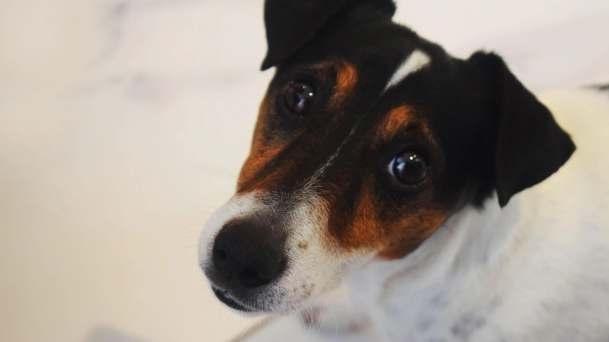 ¿Qué es mejor para proteger a tu mascota: pipeta, collar o pastilla?