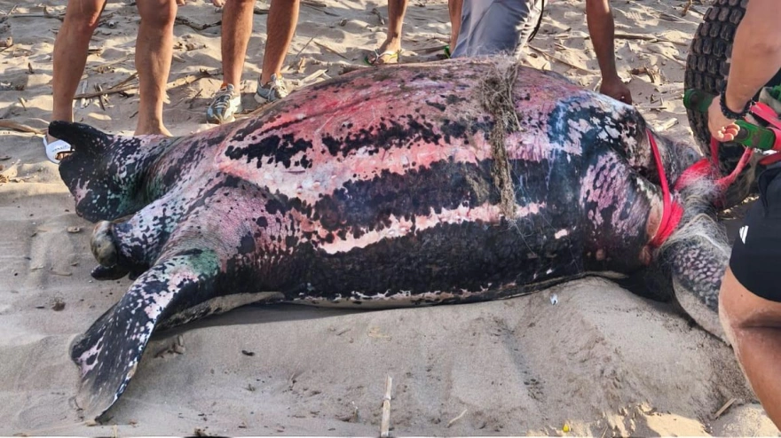 Especie de tortuga laúd encontrada en el parador de El Saler