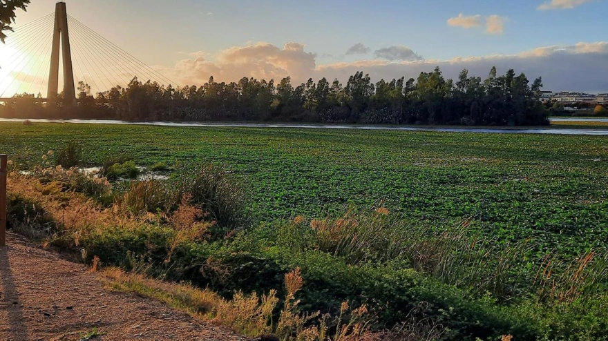 Las obras para el control y retirada del nenúfar del río Guadiana a su paso por Badajoz empezarán en octubre