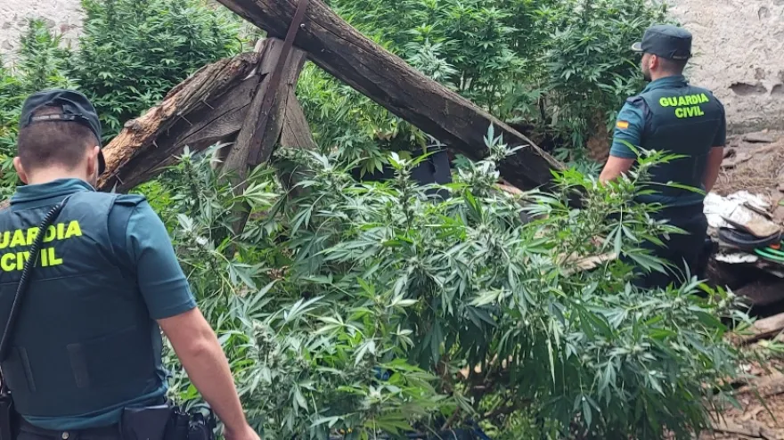 Guardia Civil en la plantación