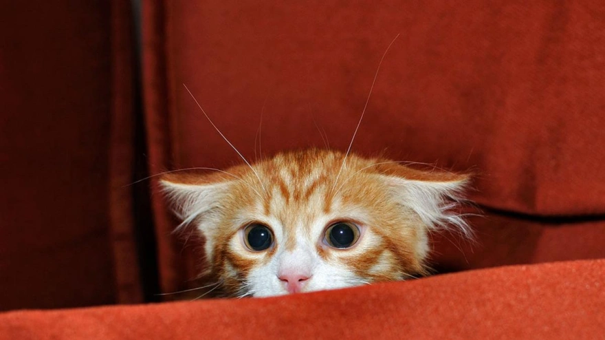 Gato asustado