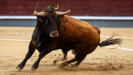 28 OCT 2025 | EL ALBERO | 05X14: VICTORIANO DEL RÍO, LA EXCELENCIA DE LA BRAVURA