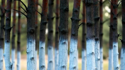 Es una imagen familiar en muchas zonas rurales y urbanizaciones de climas cálidos: hileras de árboles cuyos troncos lucen una capa de pintura blanca