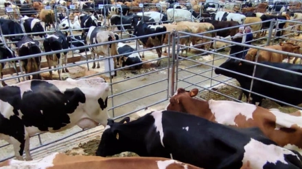 Feria ganado Silleda