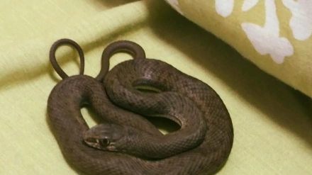 Culebra localizada en la cama en un domicilio de Palencia