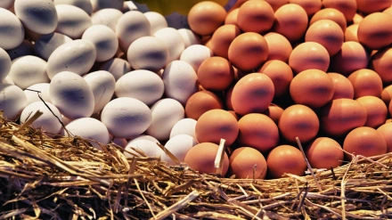 Imagen de recurso de huevos en una granja