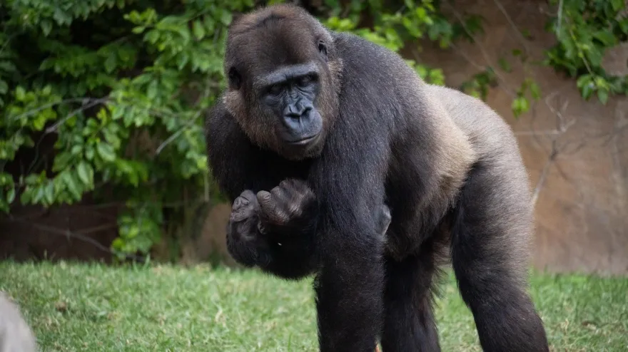 Histórico nacimiento de un gorila de llanura en Bioparc Fuengirola ante la mirada de los visitantes