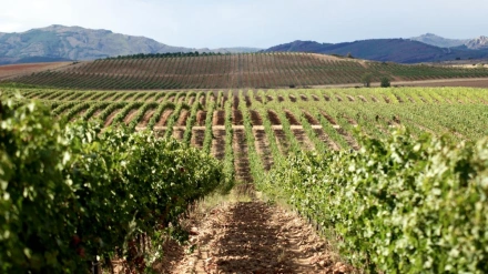 Guadalajara encierra un rico patrimonio etnográfico relacionado con la cultura del vino