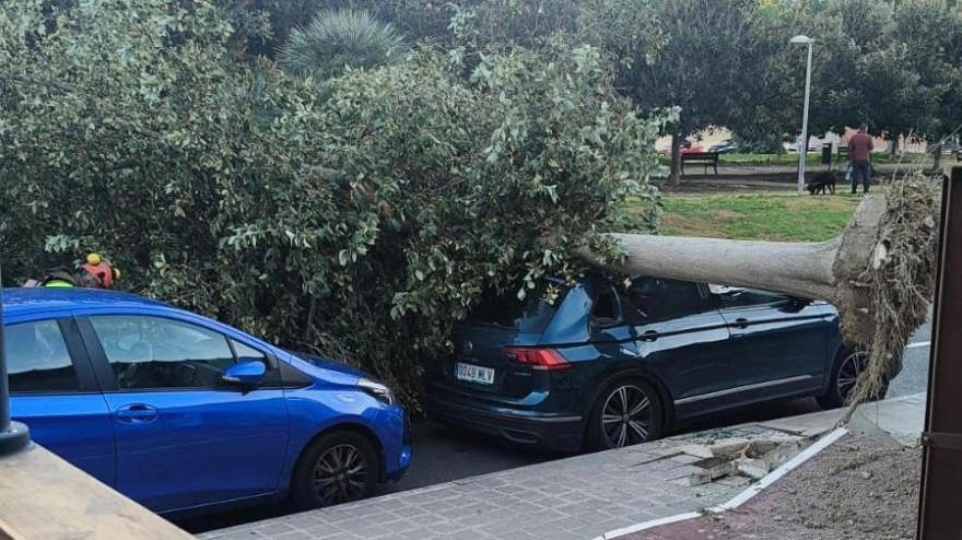 El viento arrancó un árbol en la zona del PAU 5 y cayó sobre un coche y bloqueó la calle.