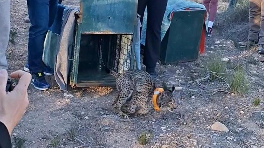 Momento de la suelta de Winder