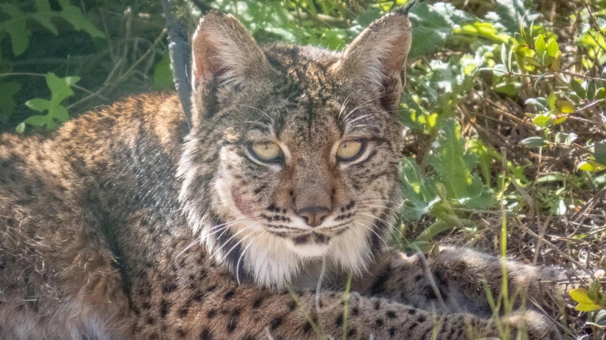 Reintroducción del lince en Aragón