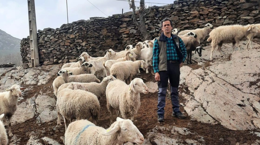 Ovejas bomberas de los hermanos Cerrada en Prádena de Atienza