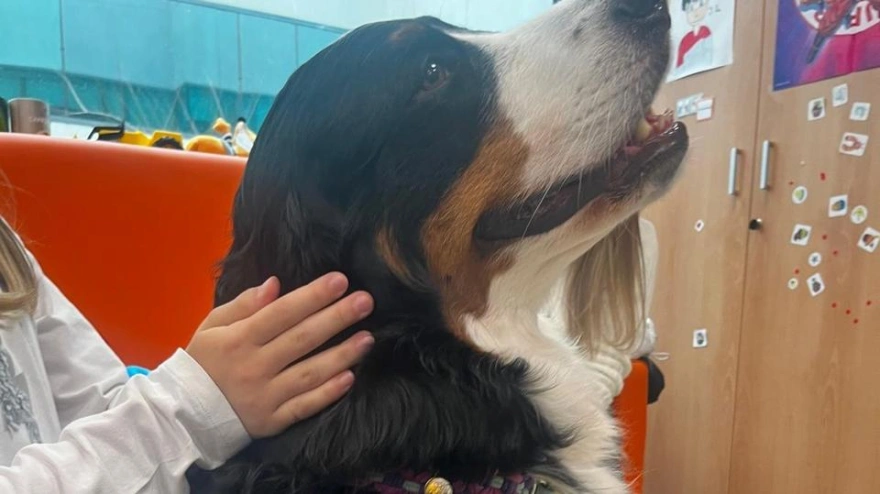 Perros de acompañamiento a menores