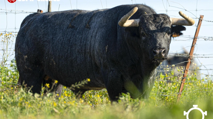 Los toros de Partido de Resina para San Agustín del Guadalix