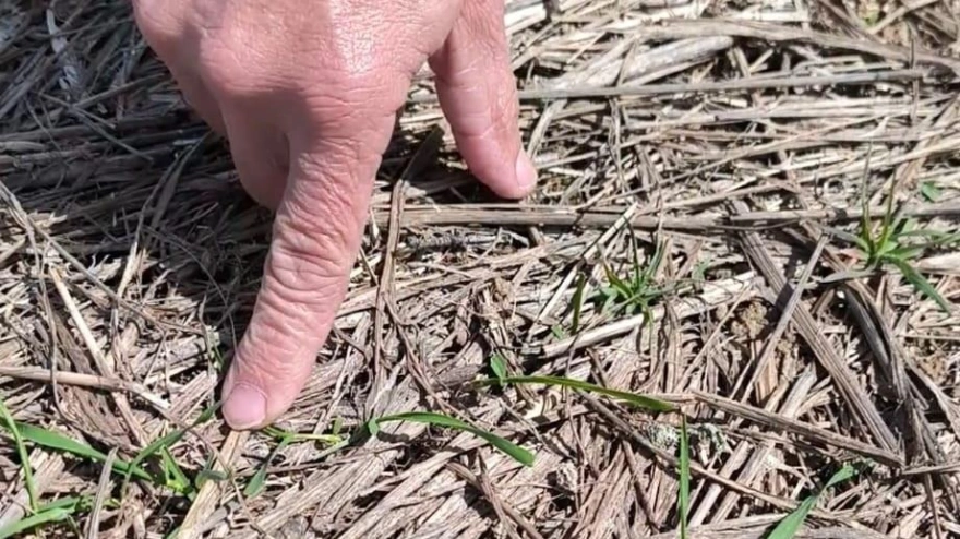 Cultivo comido por los conejos