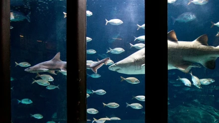 Aquarium Finisterrae de A Coruña