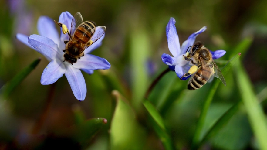 Abejas recolectando néctar y polinizando