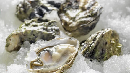 Foto de archivo de varios ejemplares de ostra rizada