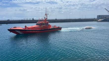 BALLENA SALVAMENTO MARÍTIMO