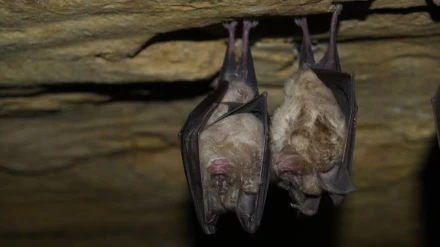 Murciélagos