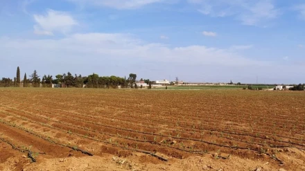 Agricultura en el Campo de Cartagena