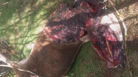 Imagen de uno de los animales atacados por el lobo