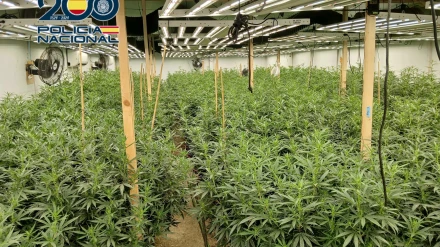 Plantación de marihuana en Orihuela