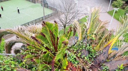Palmera afectada por el picudo en la plaza de Recimil, Ferrol