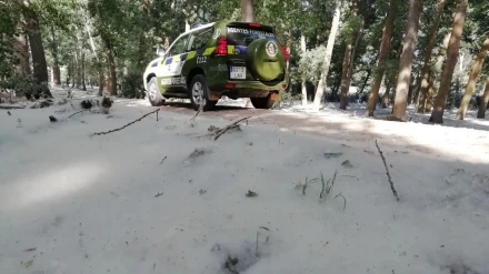 Acumulaciones de pelusa de chopo o vilanos