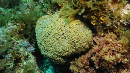 Cladocora caespitosa