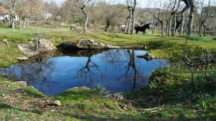 Temen la destrucción de la biodiversidad de la Dehesa de los Arroyuelos