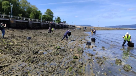 Los profesionales realizando la siembra de almeja babosa