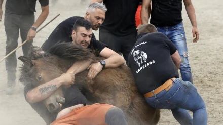 Varios hombre sujetan uno de los equinos este domingo en Cedeira