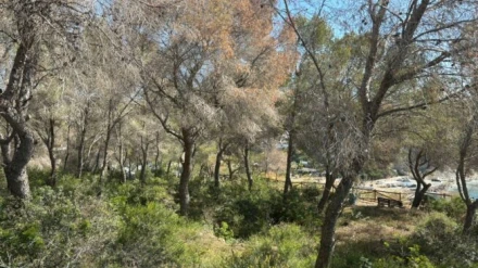 El Tomicus, el escarabajo que amenaza los pinares de la Marina Alta