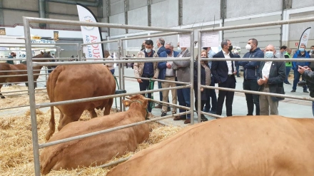 La raza rubia galega es una de las apreciadas por los criadores de carne