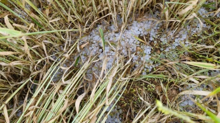 El granizo ha arrasado las cosechas de cereal en Zaragoza
