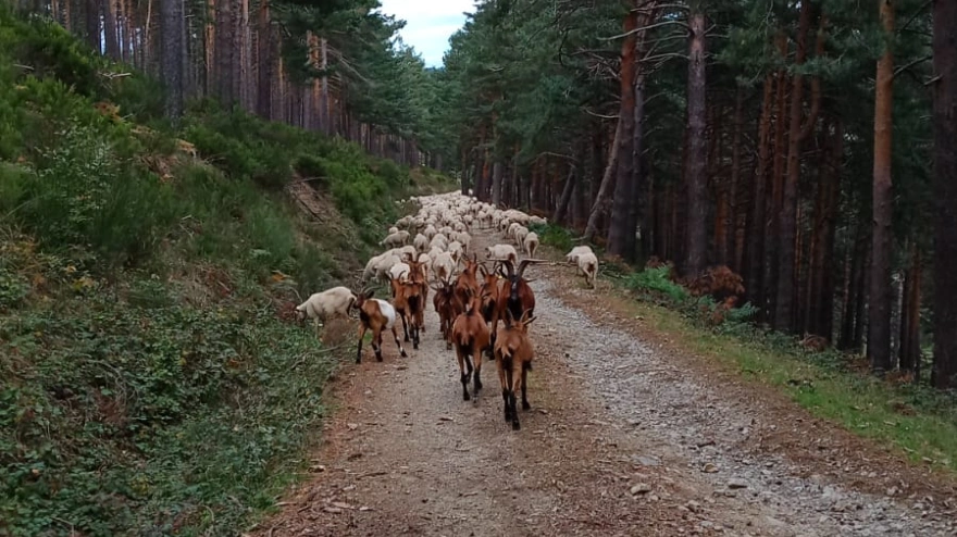 La trashumante más pequeña de La Rioja con apenas 2 años: Crecer entre 600 ovejas y 40 vacas