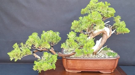 Bonzai Albacete