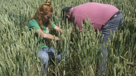 Agricultores en los campos de cereal de Villarmentero de Esgueva (Valladolid)