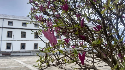 Árbol en flor en la plaza de la fábrica de Tabacos de A Coruña